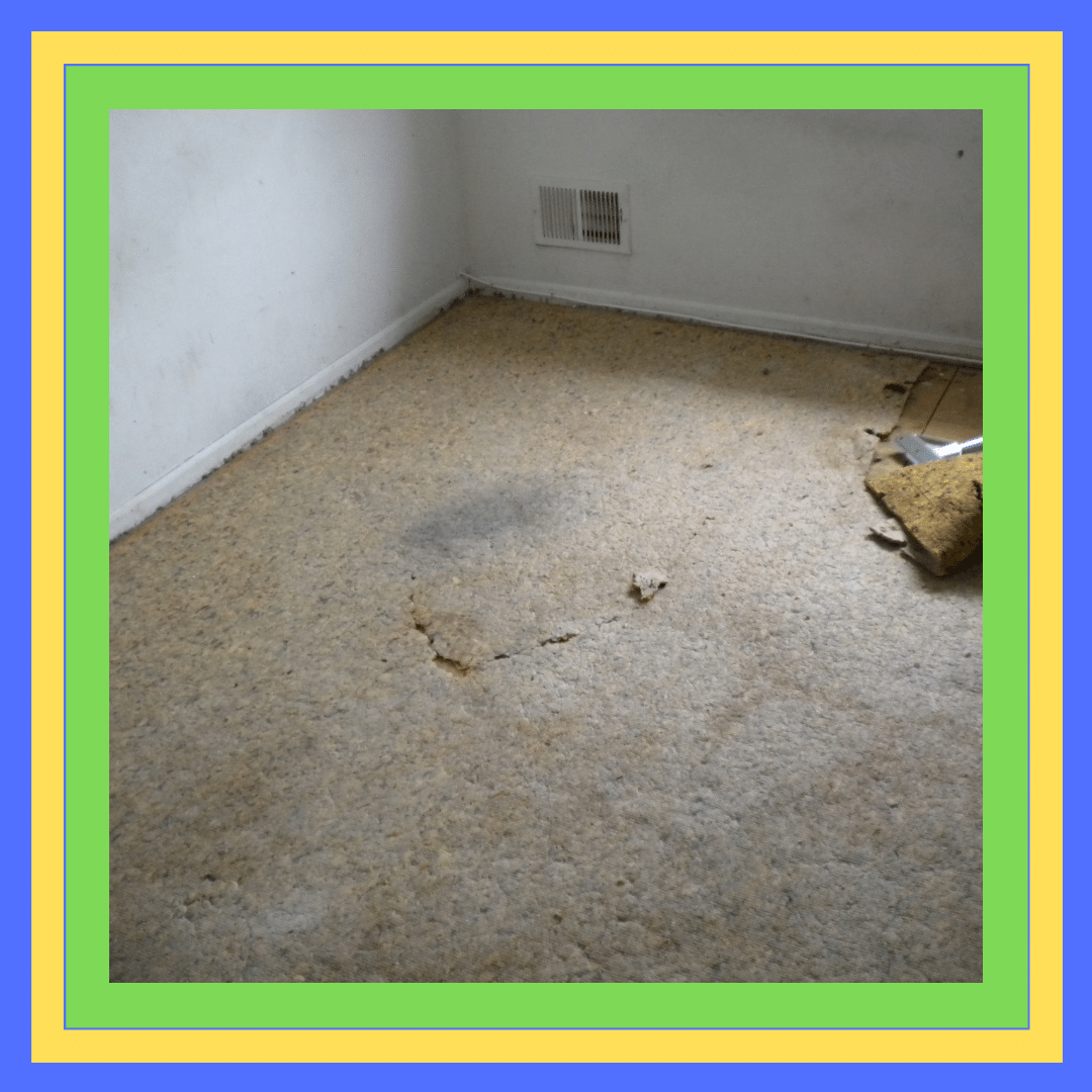 Mould And Odour Removal